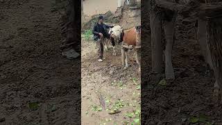 Record the daily life of cattle breeders Camel 297 [upl. by Elfreda]