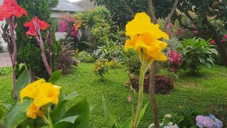 6 Flores Amarelas Para um Jardim Encantador e Lindo [upl. by Roderick]