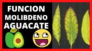 FUNCIONRol Del MOLIBDENO En Las Plantas De AGUACATE 🥑 [upl. by Ermentrude936]