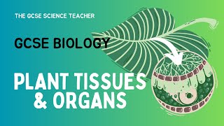 GCSE Biology Plant Tissues amp Organs  The GCSE Science Teacher  AQA OCR Edexcel [upl. by Janine]