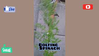 How My Spinach is Bolting Interesting [upl. by Suelo202]