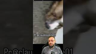 Pitbull mansinho e vira latas brabo Vídeo de HUMOR ANIMAL com o Biólogo Henrique [upl. by Berti812]