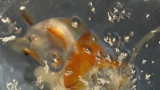 NAGHIHINGALO ANG GOLDFISH KO [upl. by Cressler]