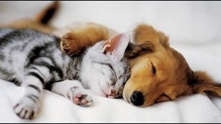 Top 10 Cats and Dogs best friends [upl. by Ykroc]