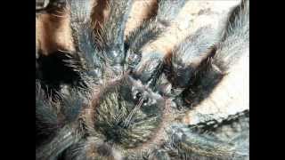 Tarantula Picture Collection Video 4 [upl. by Lancelle]