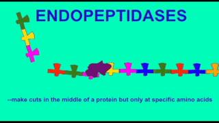 DIGESTIVE SYSTEM PROTEIN DIGESTION [upl. by Snah88]