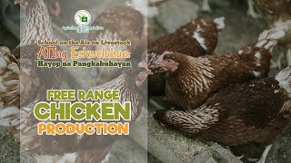 Free Range Chicken Production Part 3 [upl. by Dolli]