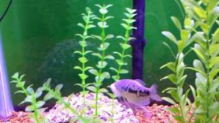 Senegal bichir eating shrimp [upl. by Noval]