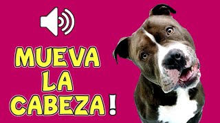 🐶 10 SONIDOS para PERROS Para Que MUEVAN La CABEZA [upl. by Nevar]