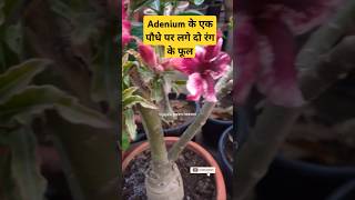 Grafted Adenium plant adenium grafting shorts [upl. by Curt]