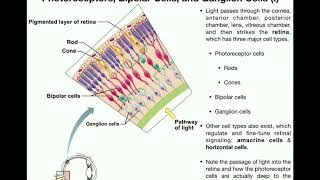 Anatomy  Vision Part 1  Retina Photoreceptors Bipolar Cells amp Ganglion Cells [upl. by Balliett]