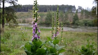 Transplanting foxgloves [upl. by Melton]