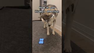 Husky is not interested in food This is how to get his attention [upl. by Anole]