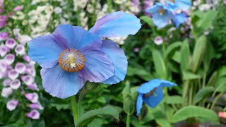 Blue Poppy Tour at Longwood Gardens  Himalayan Poppy  Meconopsis Lingholm  Northlawn [upl. by Hteb]