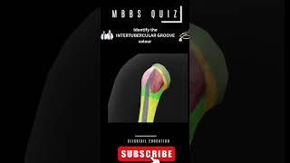 identify the intertubercular grove anatomyquiz anatomyquizneetpgpreparation humerus [upl. by Annaer]