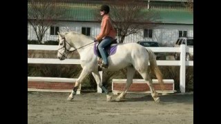 Percheron x Thoroughbred [upl. by Adaminah640]