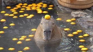 Capybara with mandarin orange on head みかんを頭にのせるカピバラ 伊豆シャボテン動物公園元祖カピバラ露天風呂 MAESTRO ZEN [upl. by Suiramaj121]