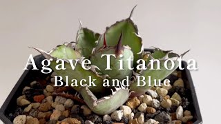 【Agave Titanota Black and Blueアガベ・チタノタ・ブラック＆ブルー】（CJ） [upl. by Airyt865]