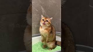 The end ❄️ shortvideo funny funnypetschannel yourcat cat yourpet [upl. by Yellah]