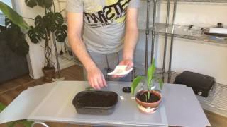 Propagating difficult Musa banana seeds with results [upl. by Enale]