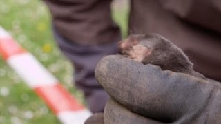 Staf en Joeri vangen een mol  Wild van Dieren  VTM [upl. by Aztilem]