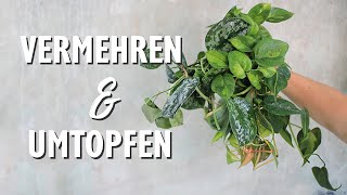 Stecklinge schneiden amp eintopfen Philodendron Efeutute und Scindapsus erfolgreich vermehren [upl. by Thill240]