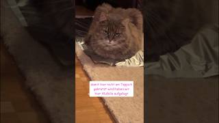 Katze vs Alufolie eine unerwartete Begegnung  cat vs foil😹lustige Katzenvideos 😻 shorts cats [upl. by Ardyaf795]