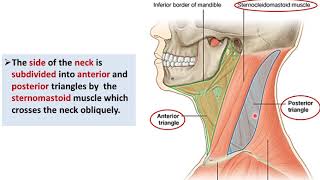 Overview of the Neck 1  Layers and Triangles  Dr Ahmed Farid [upl. by Lebatsirc]