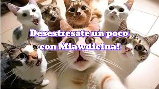 Desestresate un poco con Miawdicina [upl. by Woolley]