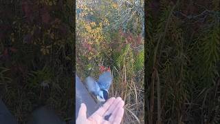 CHICKADEES FEEDING youtubeshorts nature video bird wildlife shorts [upl. by Roshan37]