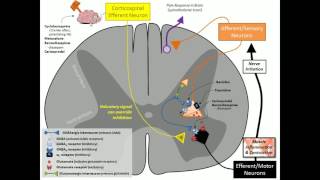 Skeletal Muscle Relaxants [upl. by Gerius]