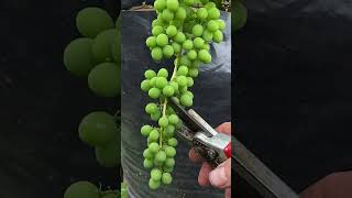 Grapes in Containers containergardening grapegrowing growyourownfood [upl. by Nosnaj]