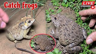 🐸Boing boing catching froggy funny  catch frogs make you laugh  catch frogs for fun part0006 [upl. by Skipp]