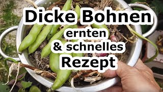 Dicke Bohnen ernten und ein schnelles Rezept [upl. by Ynnav]