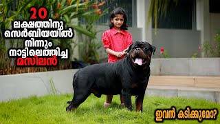 Rottweiler Worth 20 Lakh  Vickies Greeny [upl. by Tiedeman492]