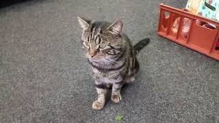 Balsall Heath Grocery Shop Cat 🐈😺 [upl. by Mourant]