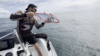 Chasing Tuna at Mooloolaba  Sunshine Coast [upl. by Alburga253]