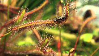 Drosera capensis quotRedquot in Action [upl. by Aneri]