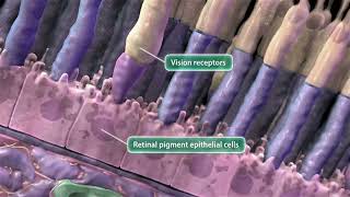 Animation Leber Congenital Amaurosis [upl. by Nahte]