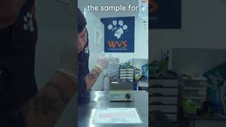 How to measure PCV and Total Solids veterinary clinicalskills vetacademy shorts vettech vet [upl. by Charry382]