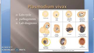 Parasitology 075 f Plasmodium Malaria Gametogony Human RBC gametes Gametocytes [upl. by Weikert]