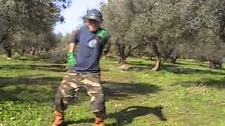 Gangnam Style Greek Olive Pickers versus PSY [upl. by Llerdnad]