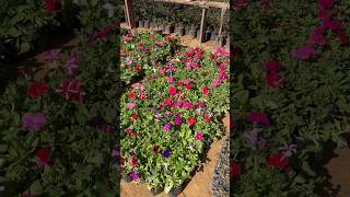 Petunia winter beautiful flower shades gulabnursery ajmer rajasthan garden glory plants yt [upl. by Atinhoj]