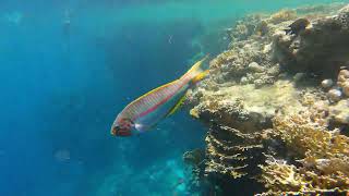 Egipt Marsa Alam 082023 GoPro Hero 9 4K [upl. by Areis]