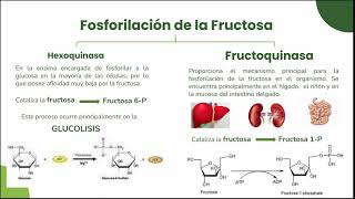 Metabolismo de fructosa [upl. by Idoj301]