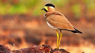 Discover the captivating yellowwattled lapwing  Bird watching [upl. by Gerardo446]