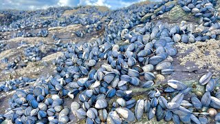 Coastal Foraging  Mussels Clams Crab and Lobster  Clean and Delicious Cookup Autumn 2022 [upl. by Sharron]