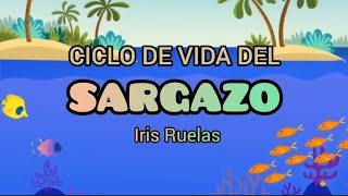 Ciclo de vida del SARGAZO  Canción infantil uamiztapalapa UAMI Microbiology [upl. by Anaerol959]