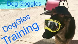 German Shepherd Training to wear Goggles  Dog Training Eye Protection Rex Specs [upl. by Atnwahsal]