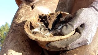 Trimming Long and Overgrown Hooves  Trimming Both front Hooves  What Farriers See  So Satisfying [upl. by Delsman]